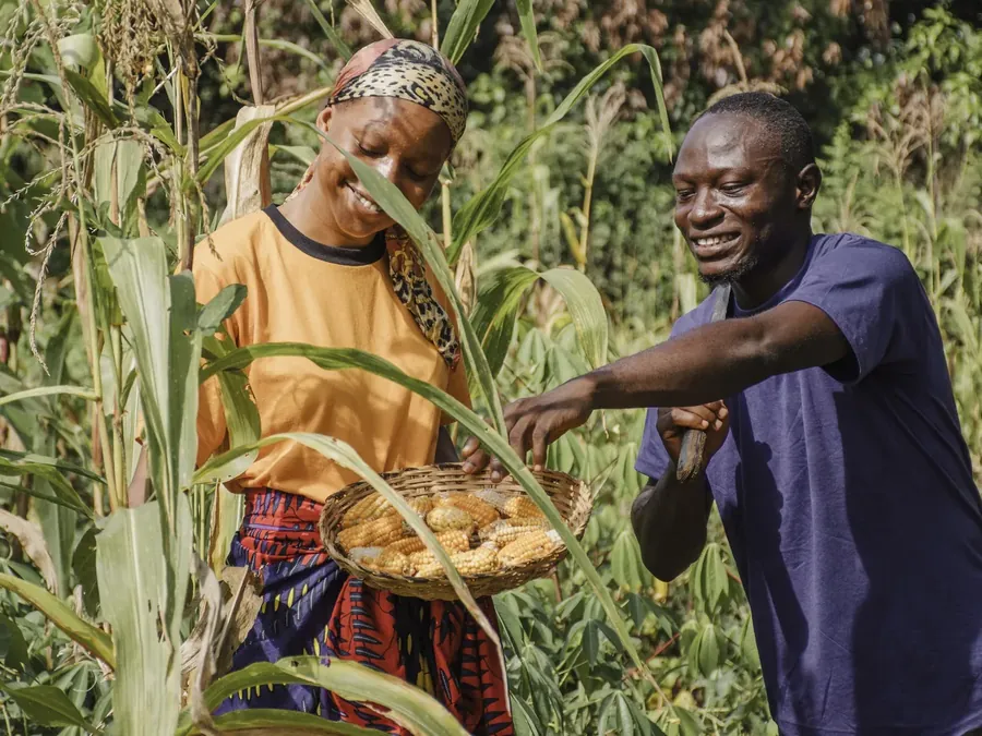 Two farmers harvesting maize cobs into a woven basket