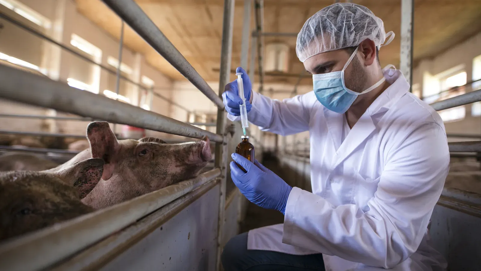 Veterinarian in white coat and mask drawing vaccine into a syringe beside pigs in a livestock unit